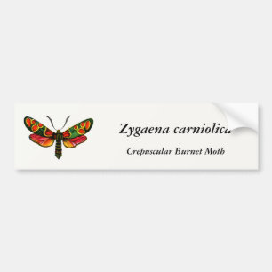 Autocollant De Voiture Zygaena carniolica - La teigne de Burnet Crepuscul