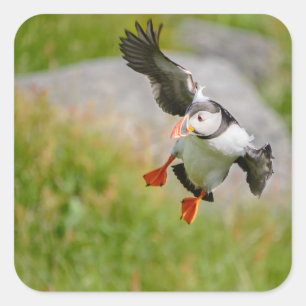 Autocollant de vol d'oiseau de macareux atlantique
