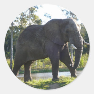 Autocollant d'éléphant africain
