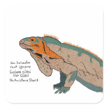 Autocollant d'Iguane de roche de San Salvador