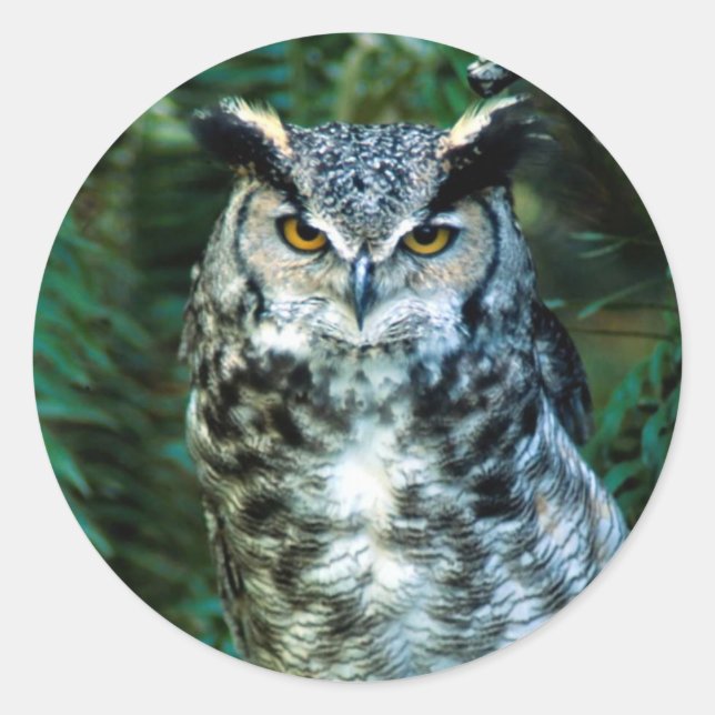 Autocollant d'oiseaux de hibou (Devant)