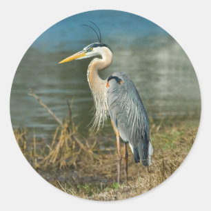 Autocollant d'oiseaux Great Blue Heron