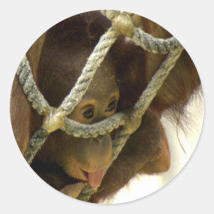 Autocollant d'orang-outan de bébé