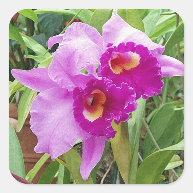 Autocollant d'orchidées de Cattleya violet (Devant)