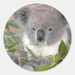 Autocollant d'ours de koala