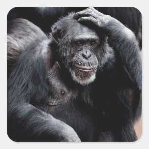 Autocollant drôle de singe