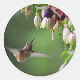 Autocollant d'usine de colibri et de fleur de