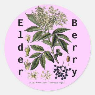 Autocollant Elderberry Sambucus