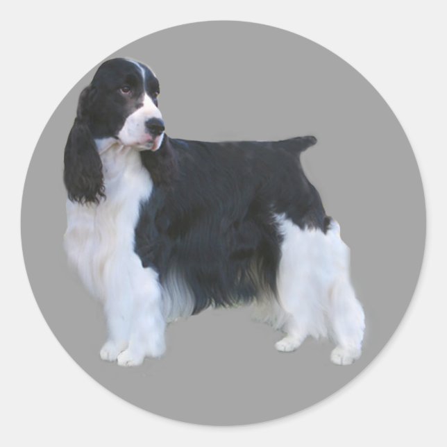 Autocollant espagnol Springer anglais (Devant)