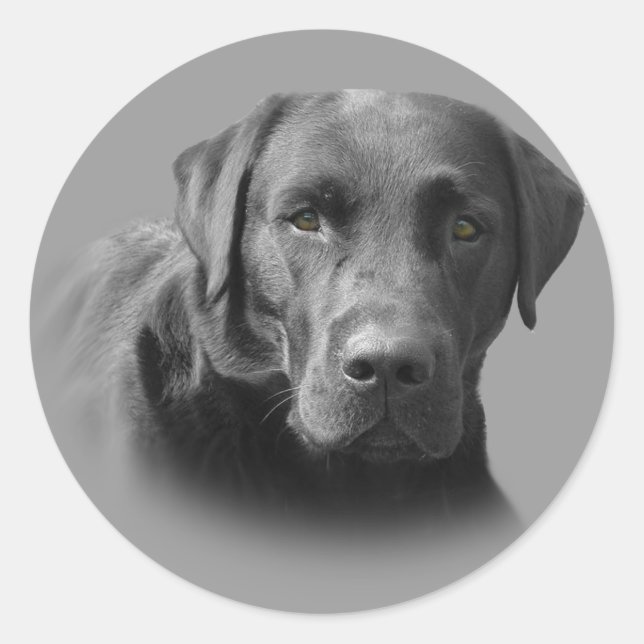 Autocollant étonnant Labrador Retriever (Devant)