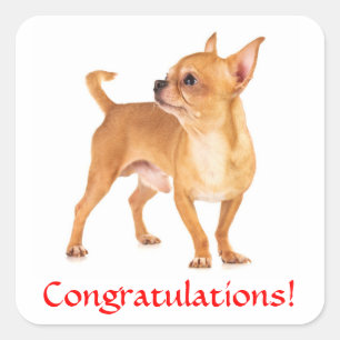 Autocollant Félicitations Chihuahua Chiot
