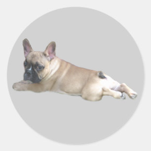 Autocollant français Bulldog