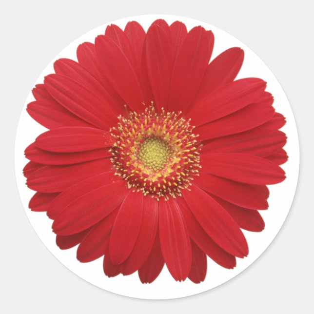 Autocollant gerbera rouge (Devant)