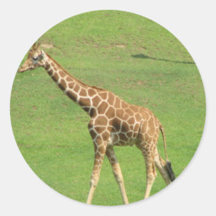 Autocollant grand de girafe