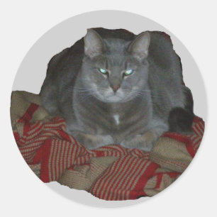 Autocollant grincheux gris de chat de Buddah