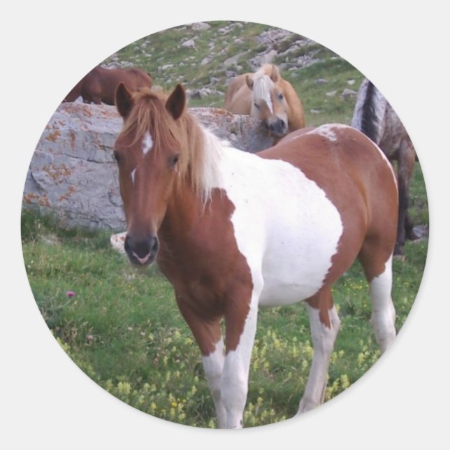 Autocollant indien Pony (Devant)