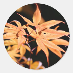 Autocollant japonais Maples 6