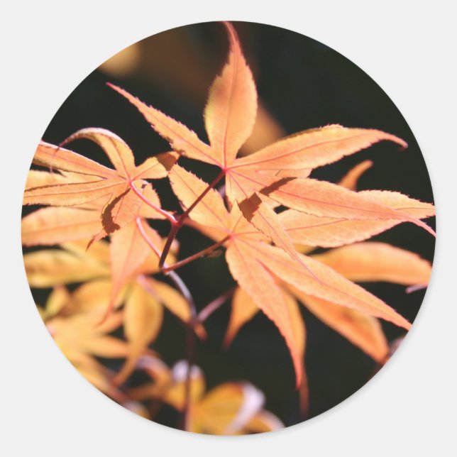 Autocollant japonais Maples 6 (Devant)