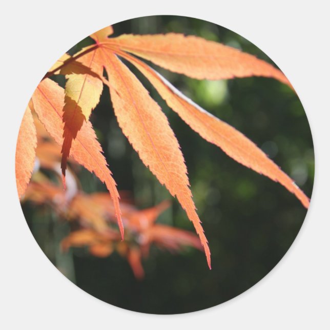 Autocollant japonais Maples 7 ronds (Devant)