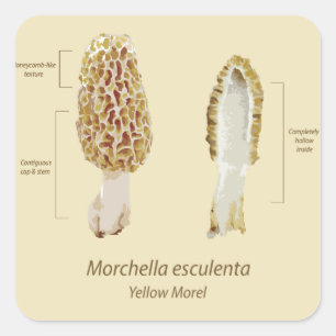 Autocollant jaune Morel Morchella esculenta