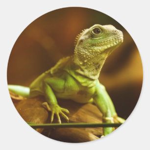 Autocollant Lézard Vert