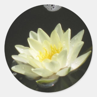 Autocollant Lily Pond Jaune