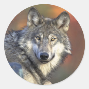 Autocollant Loup Gris (Rond)
