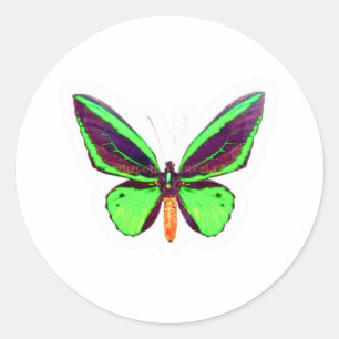 Autocollant majestueux papillon vert citron - Aile