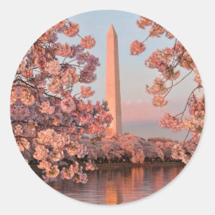 Autocollant Monument Washington et Cerisiers en Fl