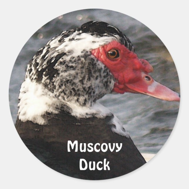 Autocollant Muscovy Duck Bird Wildlife (Devant)