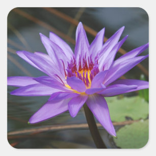 Autocollant nénuphar