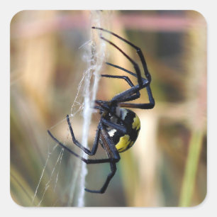 Autocollant noir et jaune d'araignée de jardin