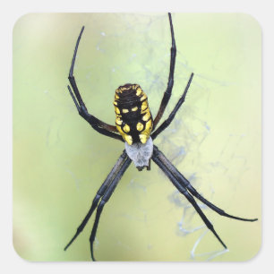 Autocollant noir et jaune d'araignée de jardin