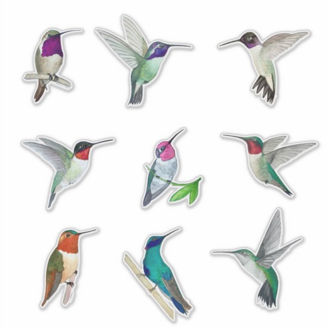 Autocollant nord-américain pour colibris (Devant)