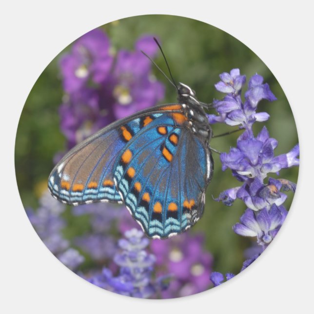 autocollant papillon #1 (Devant)