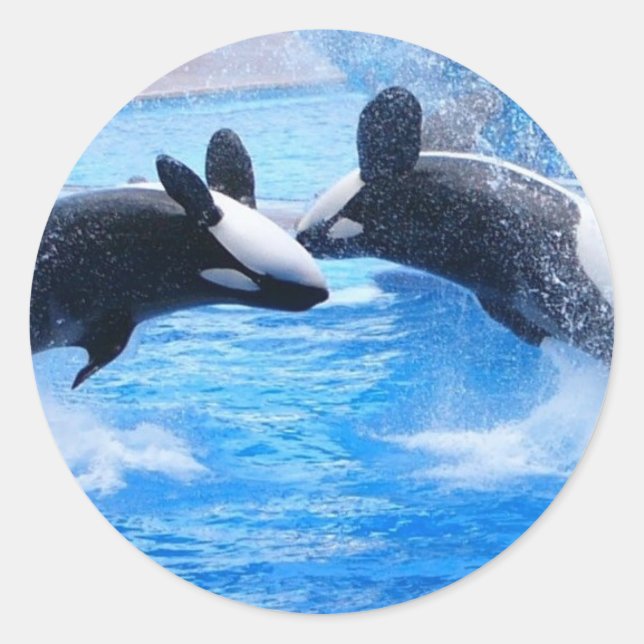 Autocollant photo baleine (Devant)