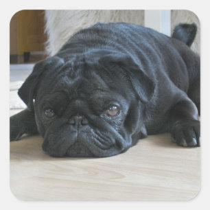 Autocollant photo de chiot carlin noir mignon