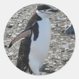 Autocollant : Pingouin à rayures