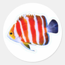 Autocollant Poisson-Ange Menthe Poivrée Rare - Lux