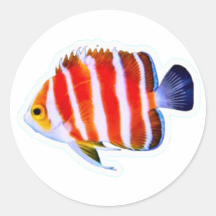 Autocollant Poisson-Ange Menthe Poivrée Rare - Lux