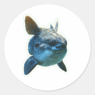 Autocollant Poisson-Lune (Mola Mola) - Bali