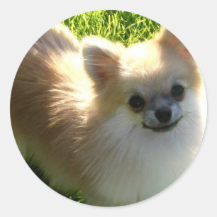 Autocollant Poméranien Puppies