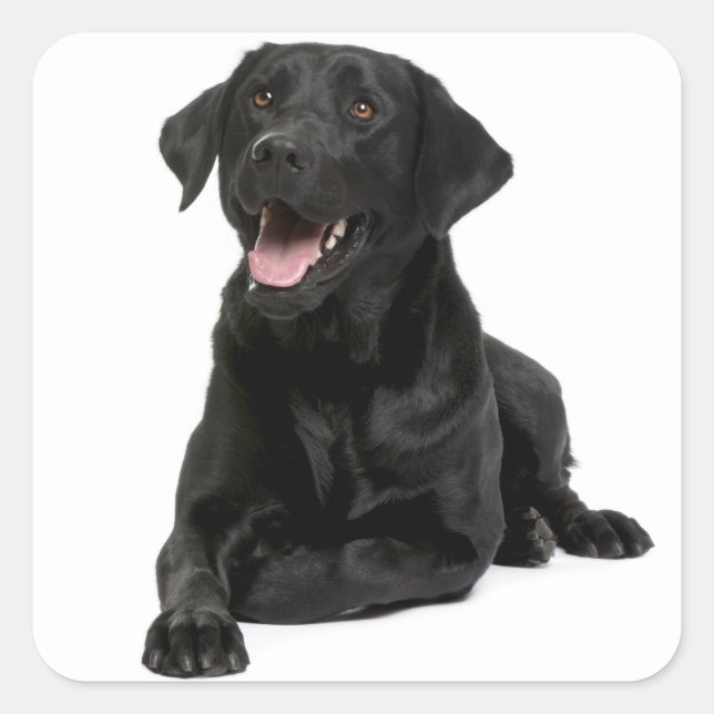 Autocollant pour chien de marionnette Black Labrad (Devant)
