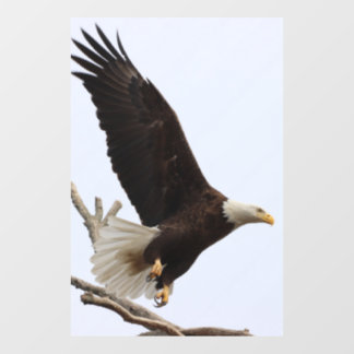 Autocollant Pour Fenêtre Aigle De Colombiana, Ohio