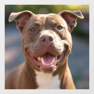 Autocollant Pour Fenêtre Ajouter une Personnaliser photo Pit Bull