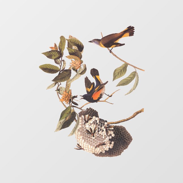 Autocollant Pour Fenêtre American Redstart Audubon Birds and Wasp Nest (Feuille)