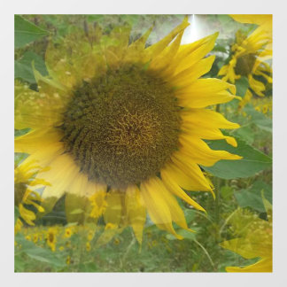 Autocollant Pour Fenêtre Arrosage des fenêtres de tournesol