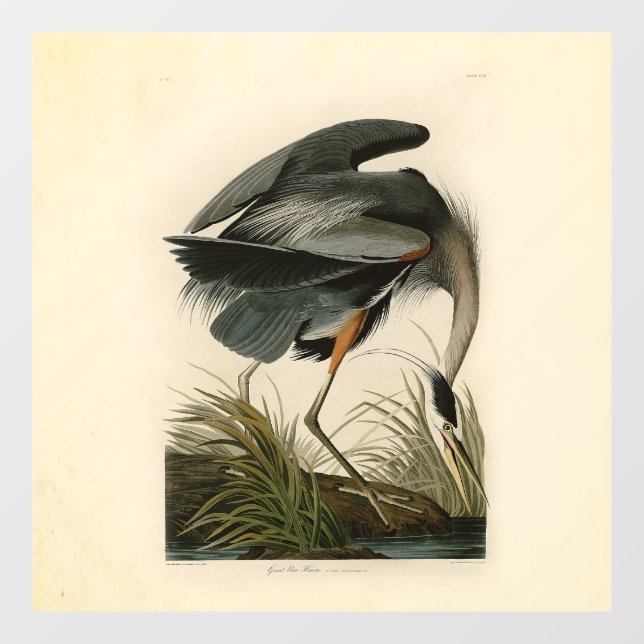 Autocollant Pour Fenêtre Audubon Great Blue Heron Marsh Bird (Feuille)