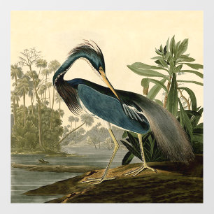 Autocollant Pour Fenêtre Audubon Louisiana Heron Birds America Art