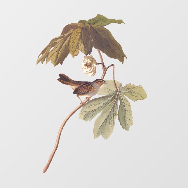 Autocollant Pour Fenêtre Audubon Oiseau de Bruant sur Mandrake sauvage (Feuille)